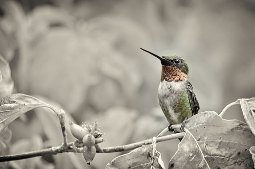 無料写真素材|動物|鳥類|ハチドリ