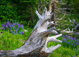 Old Wood with
Wildflowers