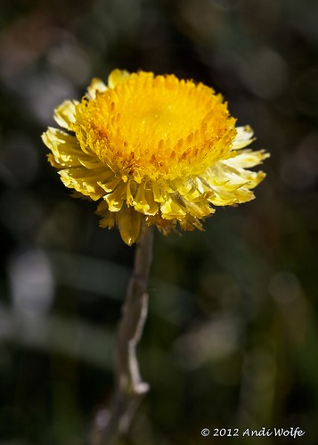 Alpine flower by andiwolfe