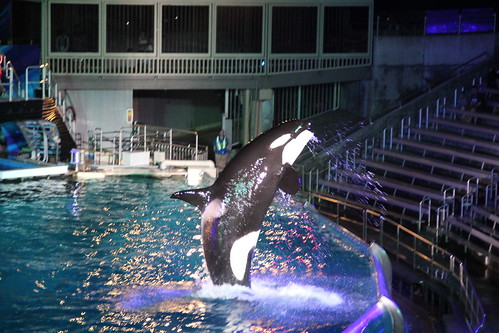 Shamu greets his guests (no one wanted to get wet)