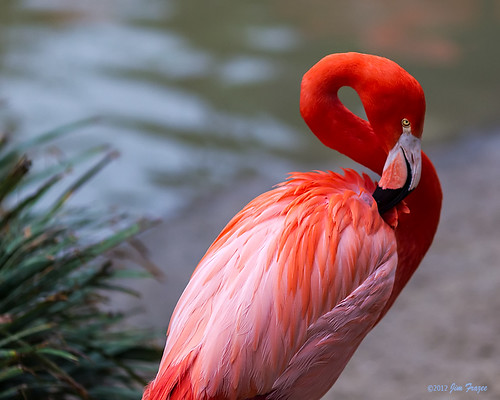 Flamingos are irrisistable to shoot.