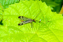 UK Mecoptera (Scorpionflies)