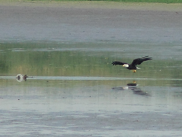 Eagle carries away duckling - enhanced 20120712