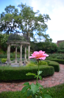 Furman Rose Garden