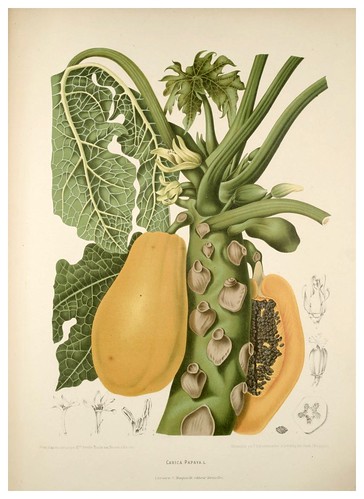 002-Papaya o melon de arbol-Fleurs, fruits et feuillages choisis de l'ille de Java-1880- Berthe Hoola van Nooten