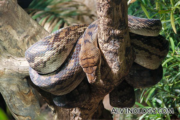 A large python