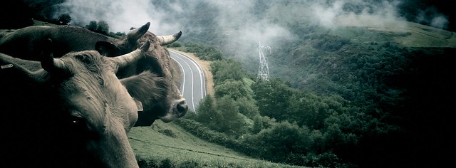 Vacas en el camino de Santiago y al fondo la civilización 