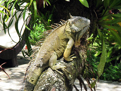 large iguana posing on a tree trunk