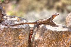 La muda del lagarto de Gran Canaria
