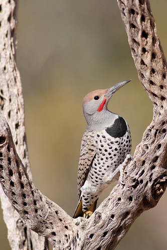 Northern Gilded Flicker (10) by Dan W Conway