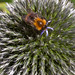 Bumble bee on Globe thistle