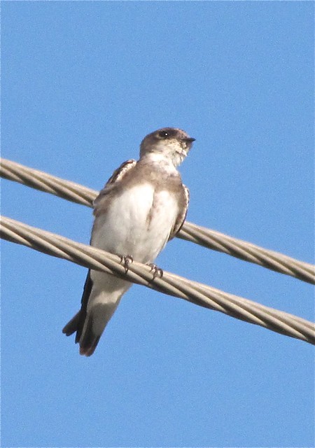 Bank Swallow at Gridley Wastewater Treatment Ponds 10