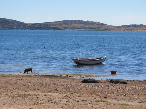 Lac Titicaca: l'Isla del Sol et ses cochons