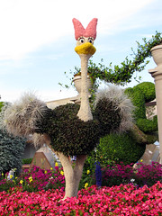 Fantasia Ostrich