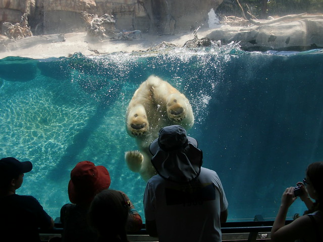 Polar Bear Showing Us His Butt