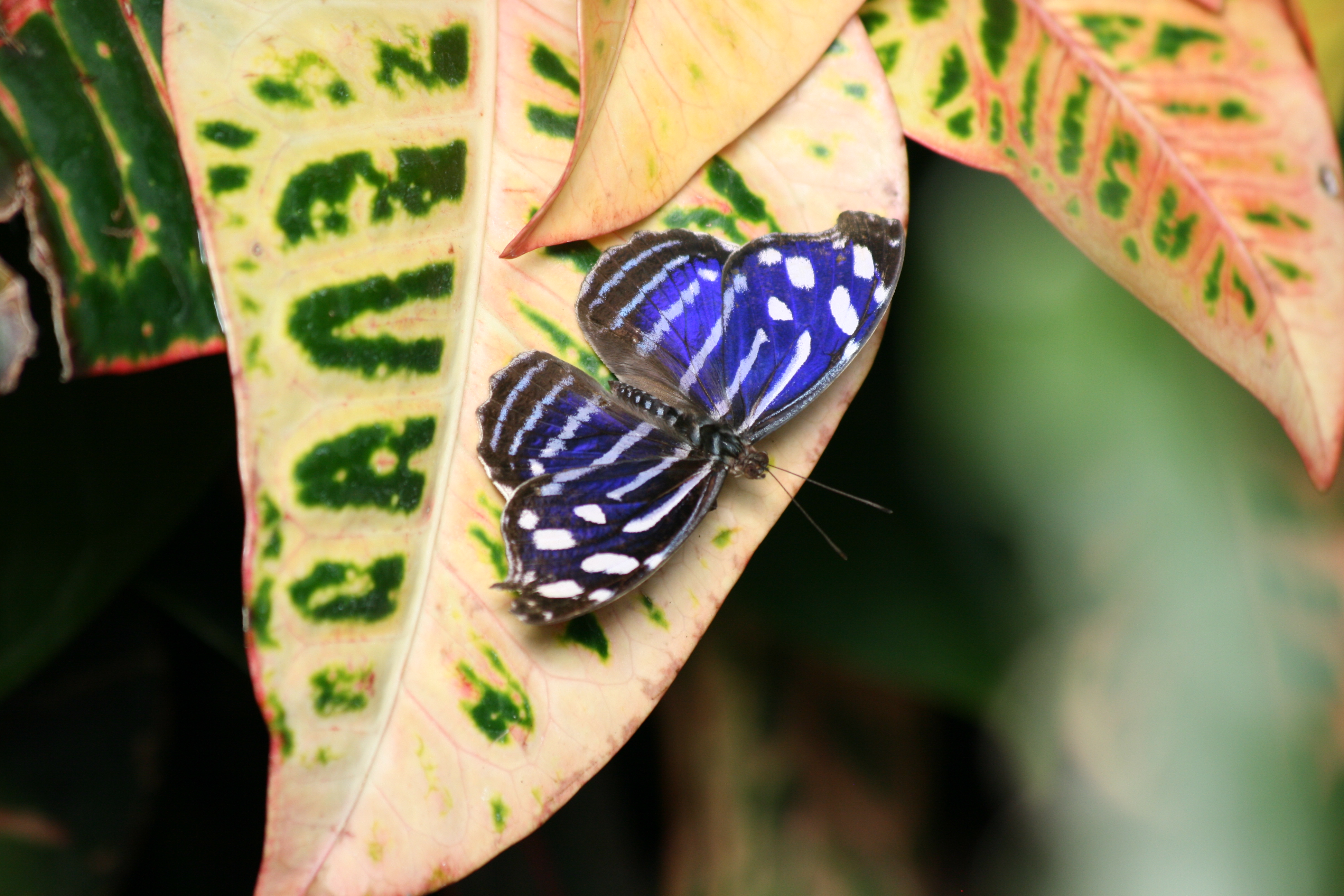 Flirtacious butterfly | Flickr - Photo Sharing!