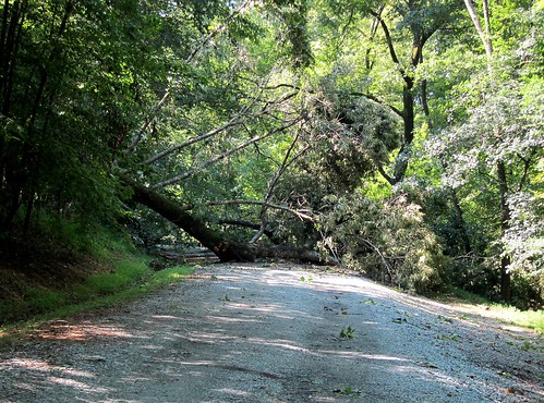 Tree down in the road at West Point on the Eno Park