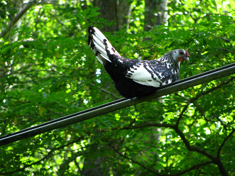 Silver-Spangled Hamburg Hen on a Telephone Wire
