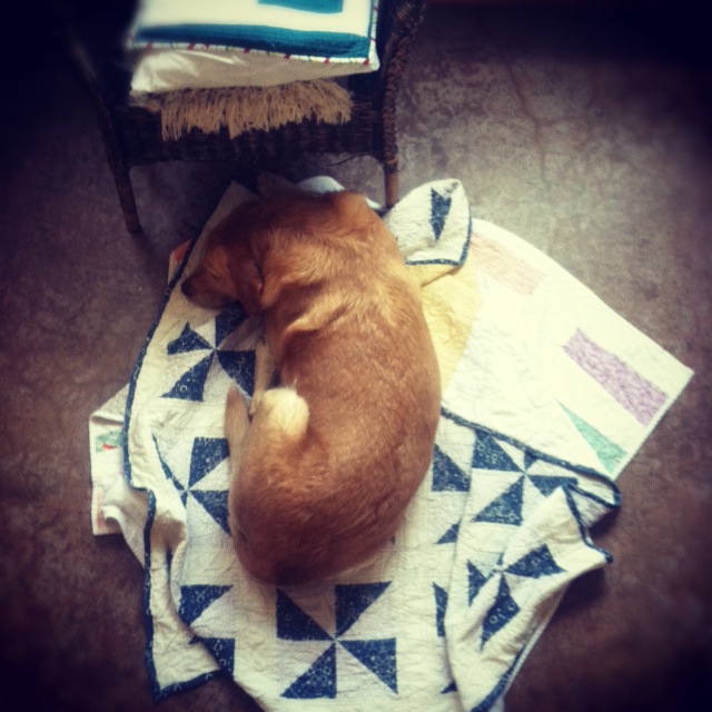 Pup and quilts