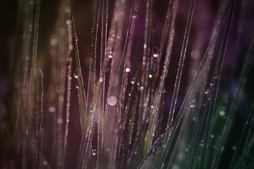 無料写真素材|花・植物|葉っぱ|雫・水滴