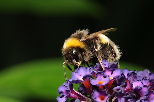 Bee on a Buddleia by Andy Pritchard - Barrowford
