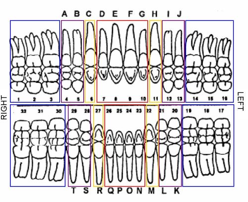 human-teeth-dental-chart