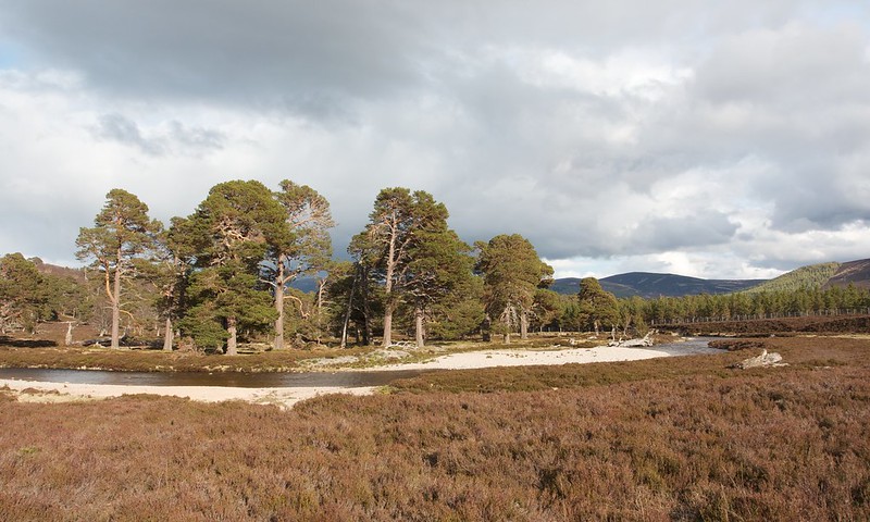 Pines near the Linn of Dee