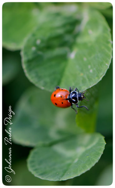 Ladybug-on-Clover