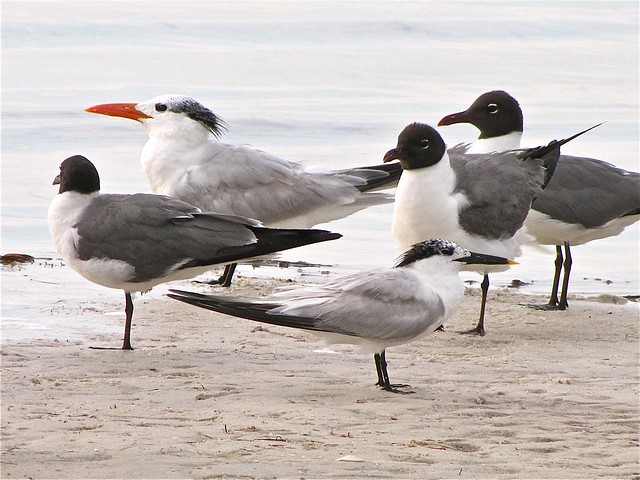 Royal Tern, Sandwich Tern, and Laughing Gull at Fort DeSoto in Pinellas County, FL 02