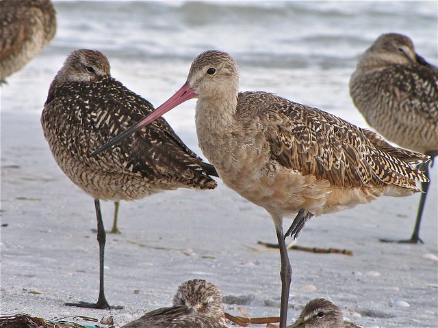 Mabled Godwit and Short-billed Dowitcher at Fort DeSoto in Pinellas County, FL 03