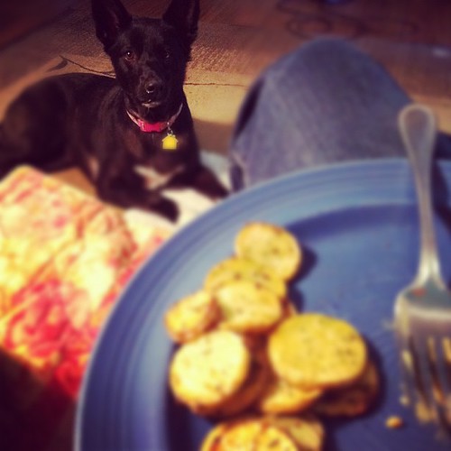 Kassie wants to eat vegan too #vegan #dogs