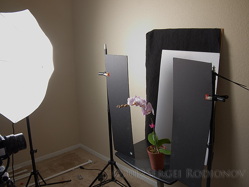3 views of Orchid - setup 2