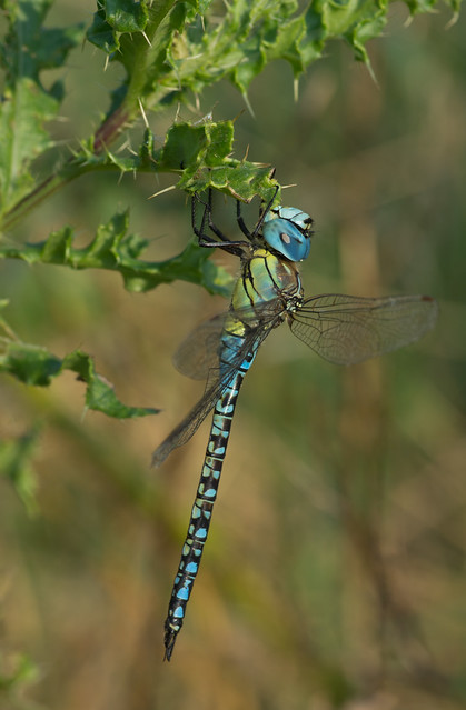 Southern migrant hawker Aeshna affinis 6