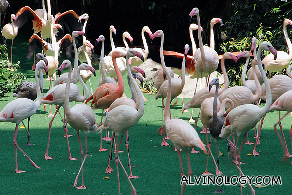 Showcasing a flock of flamingoes on stage 