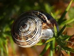 Snails | Caracóis