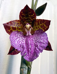 orchids 4 (full)