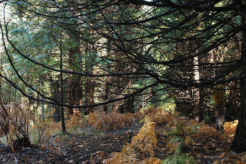 Yosemite underbrush camouflage, a person dressed in gold and gray walks through the gold and gray environment, ferns, trees, Yosemite National Park, California, USA by Wonderlane