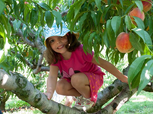 In a peach tree