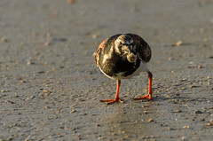 Ruddy Turnstone_7032.jpg by Mully410 * Images
