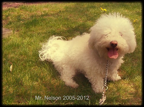 Mr. Nelson 2005-2012 by Emilyannamarie