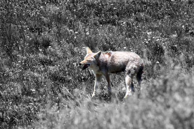 Coyote at Yellowstone national park