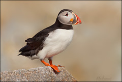 Maine Puffins and Songbirds