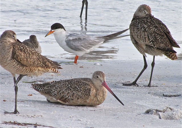 Marbled Godwit, Short-billed Dowitcher, and Forster's Tern 03