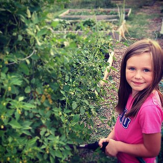 The tomatoes are taller than me. Hazel is a good at watering for me.