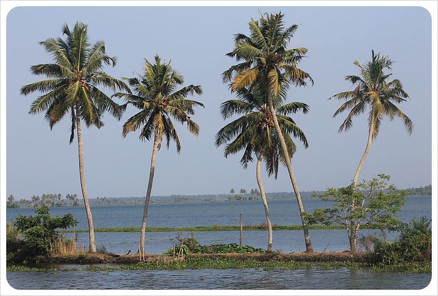 backwaters palm trees