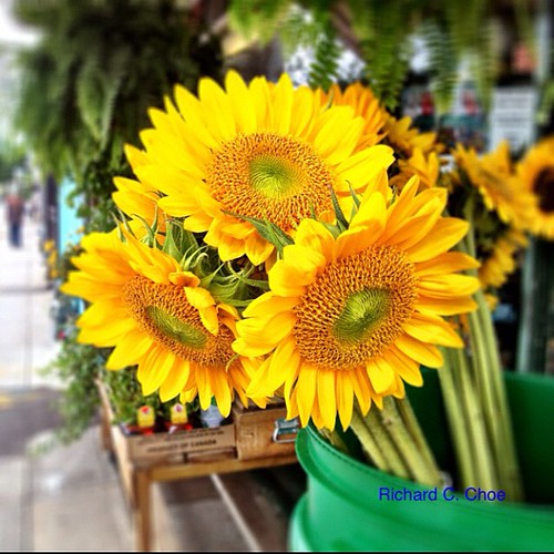 Sunflowers along Kingston Road by rchoephoto