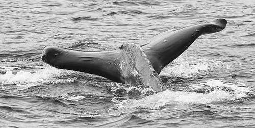 whale watching in Alaska. courtesy and copyright flickr creative commons: flickr.com/photos/cmichel67/
