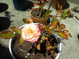 1st bloom of the year 8 10 2012