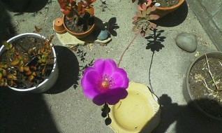 1st Succulent Bloom 8 10 2012