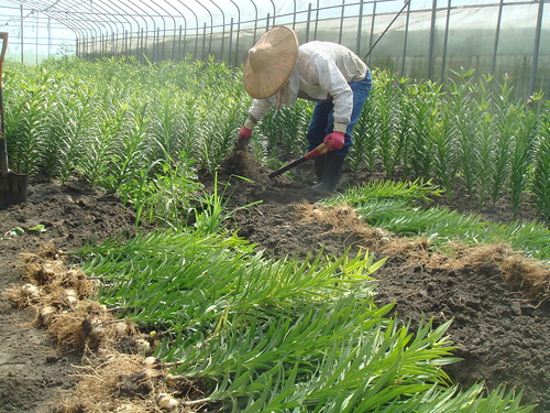 食用百合鱗莖採收，花蓮農改場提供
